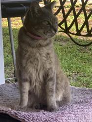 Lost Female Cat last seen Federal highway and 6th avenue north, Lake Worth Beach, FL 33460