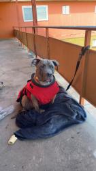 Lost Male Dog last seen Southmore and pasadena, Pasadena, TX 77506