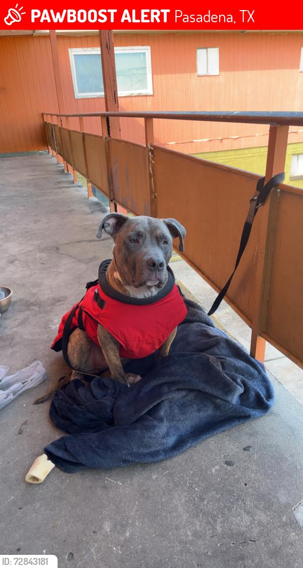 Lost Male Dog last seen Southmore and pasadena, Pasadena, TX 77506