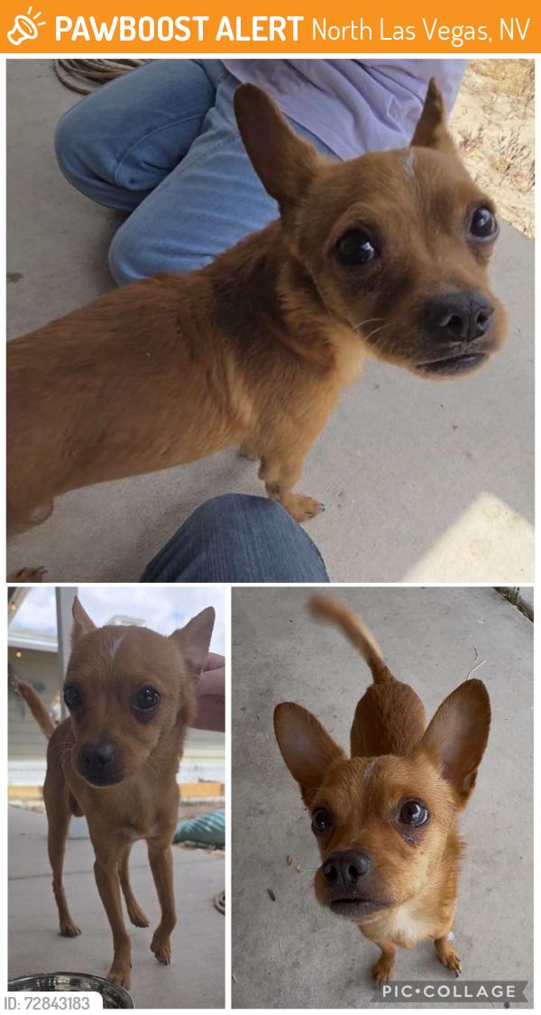 Found/Stray Male Dog last seen Lone Mountain/Valley, North Las Vegas, NV 89031