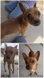 Found/Stray Male Dog last seen Lone Mountain/Valley, North Las Vegas, NV 89031