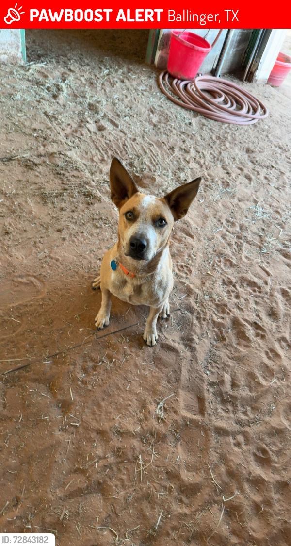 Lost Male Dog last seen Adelina’s in Ballinger, Texas, Ballinger, TX 76821