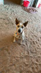 Lost Male Dog last seen Adelina’s in Ballinger, Texas, Ballinger, TX 76821