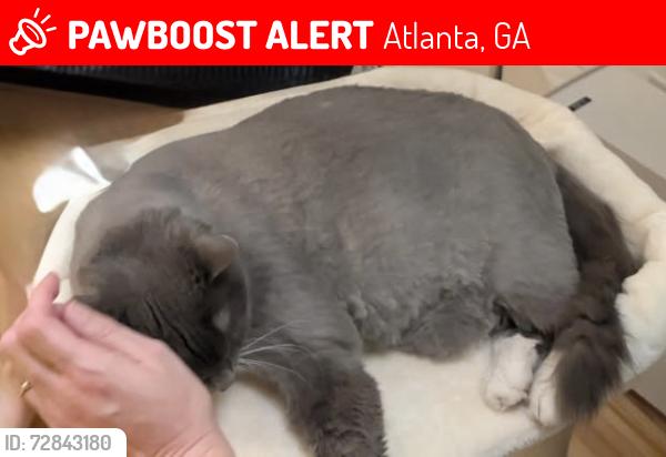 Lost Male Cat last seen Sidney and Grant street near Grant Park, Atlanta, GA 30312