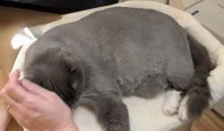 Lost Male Cat last seen Sidney and Grant street near Grant Park, Atlanta, GA 30312