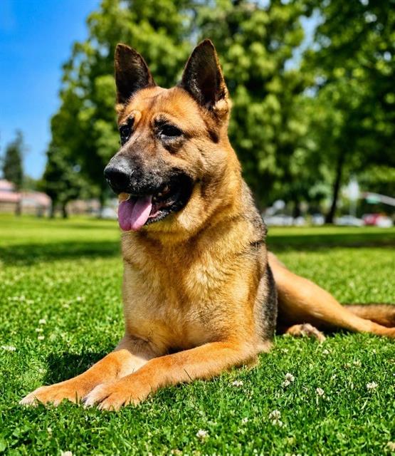 Shelter Stray Female Dog last seen Near STOCKDALE HWY, BAKERSFIELD CA 93309, Bakersfield, CA 93308