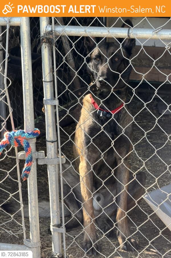 Found/Stray Male Dog last seen Construction landfill , Winston-Salem, NC 27127