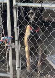 Found/Stray Male Dog last seen Construction landfill , Winston-Salem, NC 27127