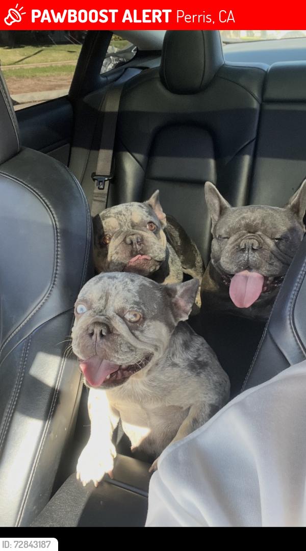 Lost Unknown Dog last seen Perris ca , Perris, CA 92572