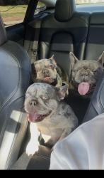 Lost Unknown Dog last seen Perris ca , Perris, CA 92572