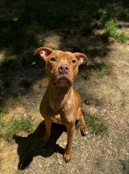 Shelter Stray Male Dog last seen CHARLOTTE, Charlotte, NC 28217