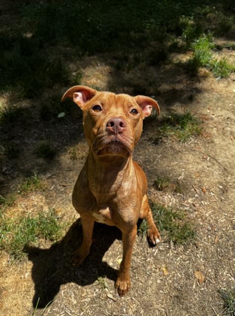 Shelter Stray Male Dog last seen CHARLOTTE, Charlotte, NC 28217