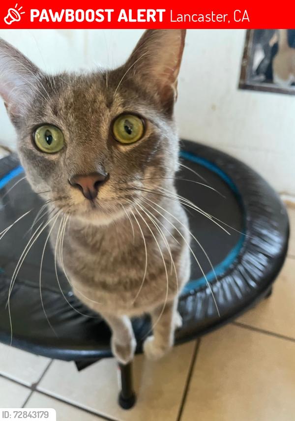 Lost Male Cat last seen 13th st. and 15th st, Lancaster, CA 93534