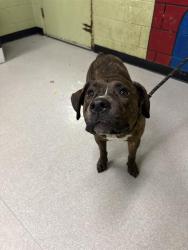 Shelter Stray Male Dog last seen Near , Indianapolis, IN 46221