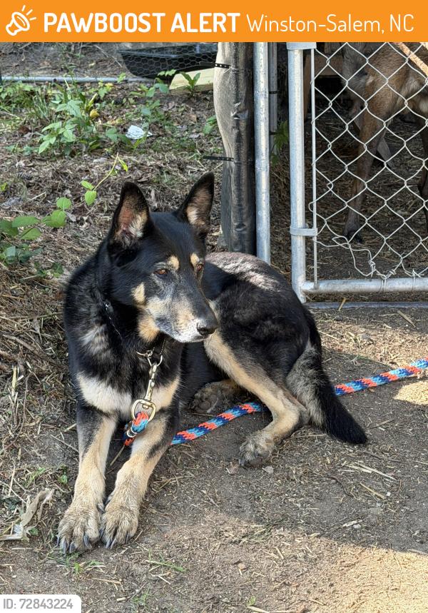 Found/Stray Female Dog last seen Construction landfill , Winston-Salem, NC 27127