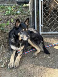 Found/Stray Female Dog last seen Construction landfill , Winston-Salem, NC 27127