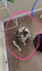 Reunited Female Dog last seen Harmon & Mountain Vista, Las Vegas, NV 89121