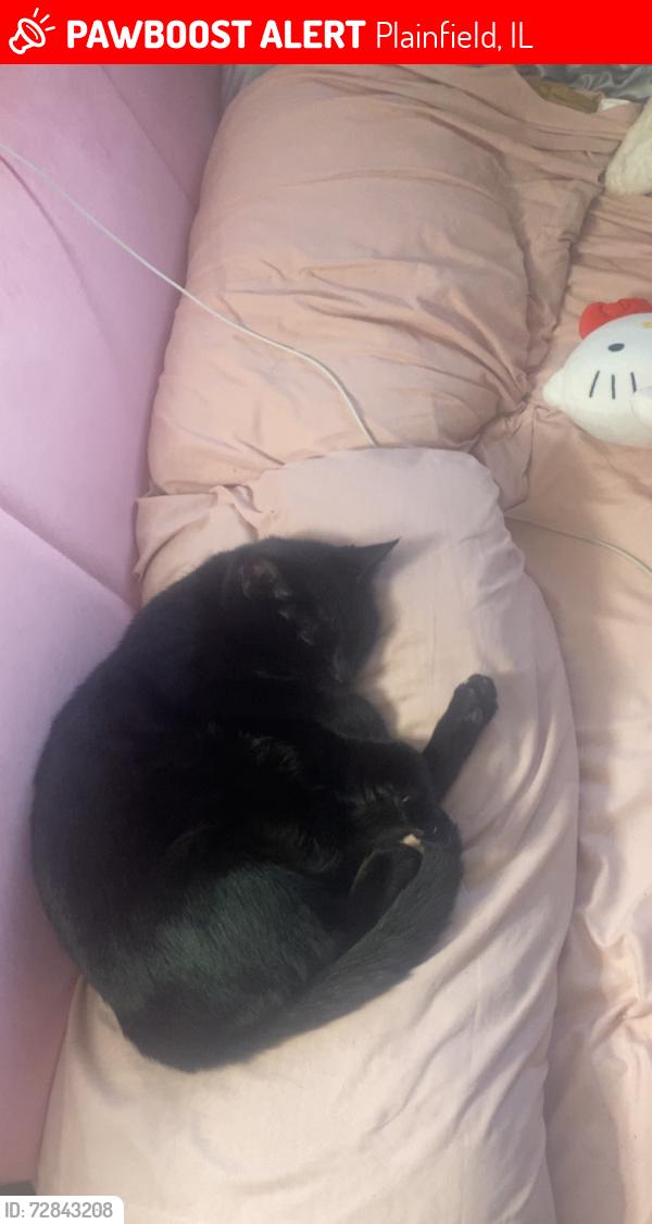 Lost Female Cat last seen Lakewood falls , Plainfield, IL 60544