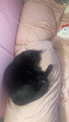 Lost Female Cat last seen Lakewood falls , Plainfield, IL 60544