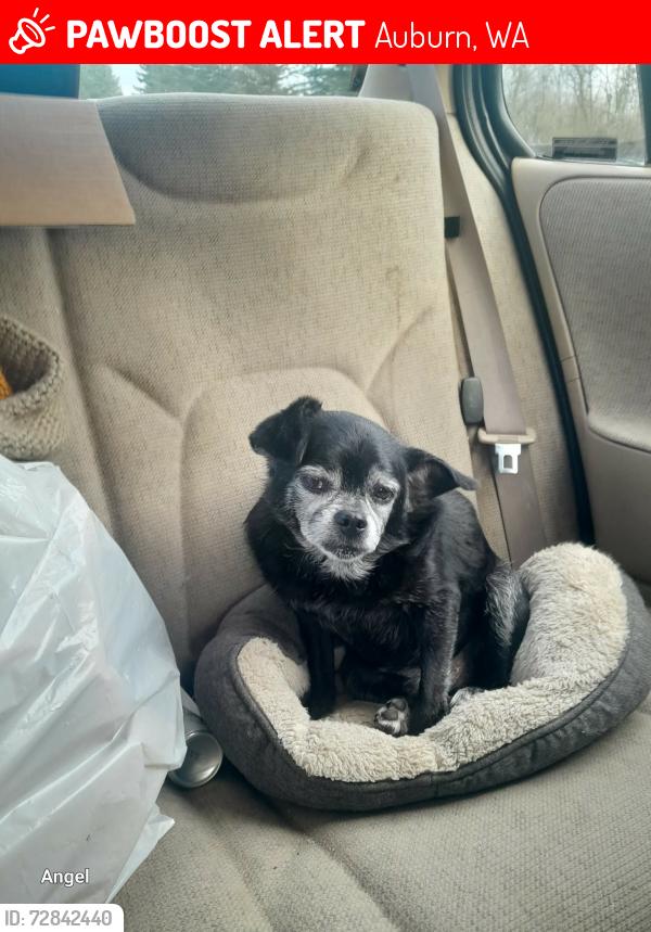 Lost Male Dog last seen Auburn Way North, muckleshoot casino , Auburn, WA 98002
