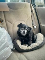 Lost Male Dog last seen Auburn Way North, muckleshoot casino , Auburn, WA 98002