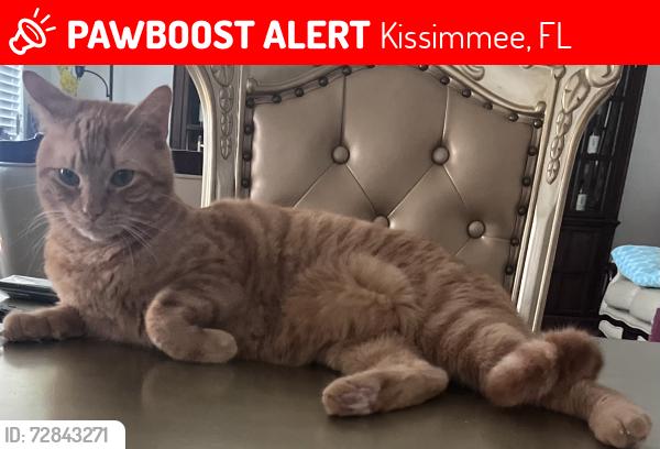 Lost Male Cat last seen Near prelude ln, Kissimmee, FL 34746