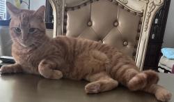 Lost Male Cat last seen Near prelude ln , Kissimmee, FL 34746