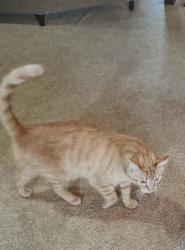 Lost Male Cat last seen Royal drive and catalpa, Springfield, MO 65809