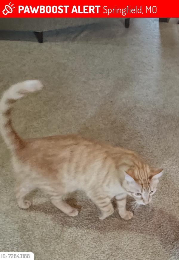 Lost Male Cat last seen Royal drive and catalpa, Springfield, MO 65809