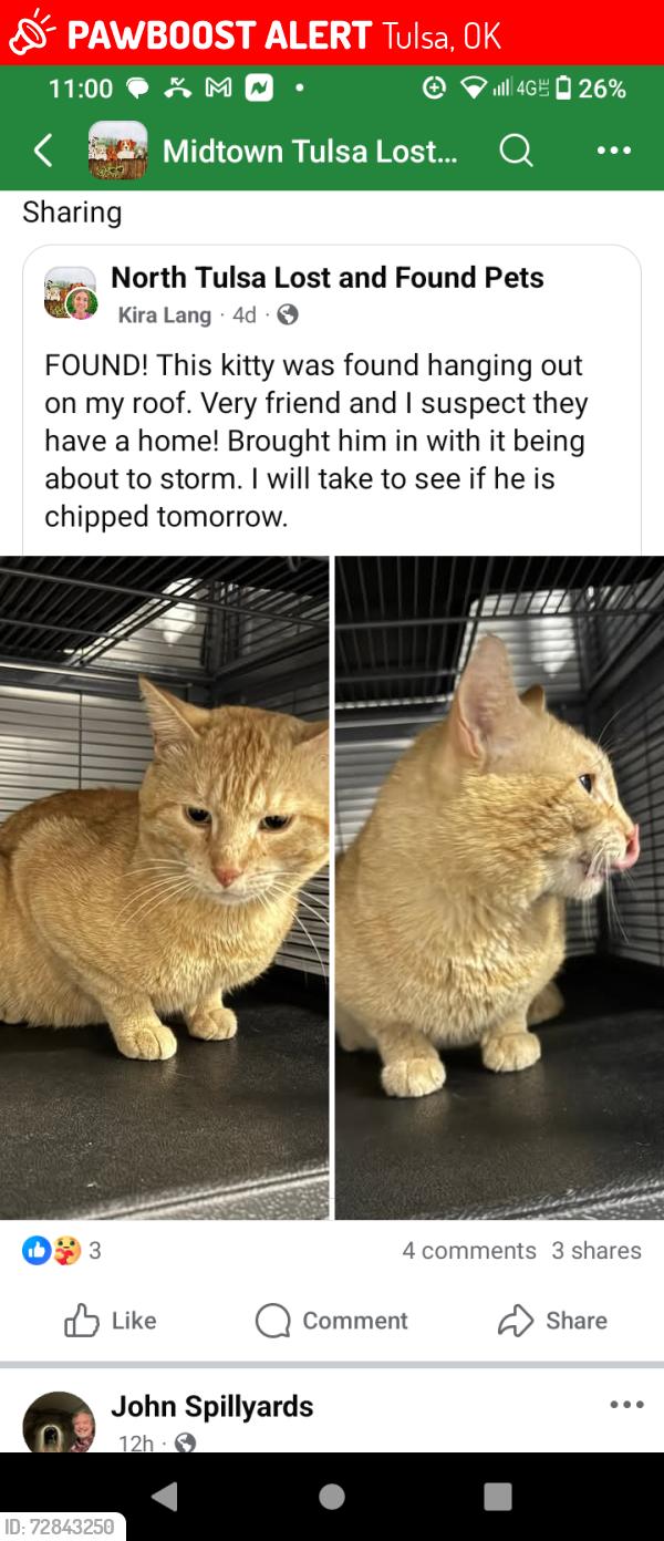 Lost Male Cat last seen 31st Memorial , Tulsa, OK 74145