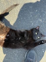 Found/Stray Unknown Cat last seen Ketch Run, Gardens apmt Columbus OH, Columbus, OH 43219