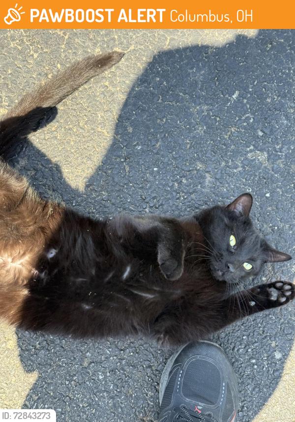 Found/Stray Unknown Cat last seen Ketch Run, Gardens apmt Columbus OH, Columbus, OH 43219