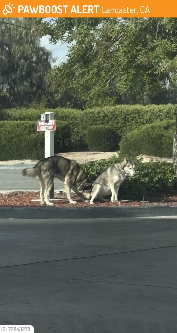 Found/Stray Male Dog last seen S off 20th st west and avenue j-8, Lancaster, CA 93534