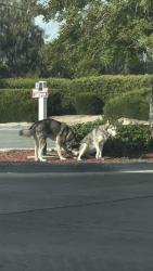 Found/Stray Male Dog last seen S off 20th st west and avenue j-8, Lancaster, CA 93534