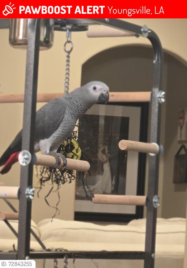 Lost Female Bird last seen Copper Meadows subdivision youngsville la , Youngsville, LA 70592