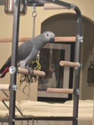 Lost Female Bird last seen Copper Meadows subdivision youngsville la , Youngsville, LA 70592