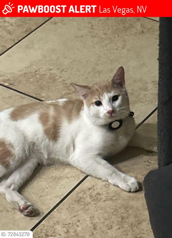 Lost Male Cat last seen Alta & clbh Dr, Las Vegas, NV 89145