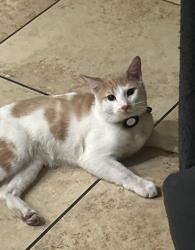 Lost Male Cat last seen Alta & clbh Dr, Las Vegas, NV 89145