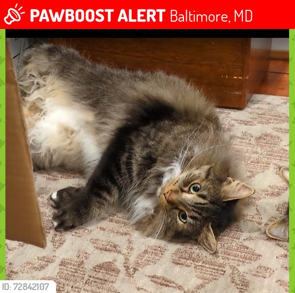 Lost Male Cat last seen Near Block of Hollins Street near Lithuanian Park, Baltimore, MD 21201