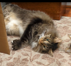 Lost Male Cat last seen Near Block of Hollins Street near Lithuanian Park, Baltimore, MD 21201