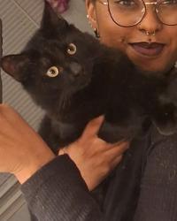 Reunited Male Cat last seen S 23rd street, 11th and Louise Street. , Copperas Cove, TX 76522