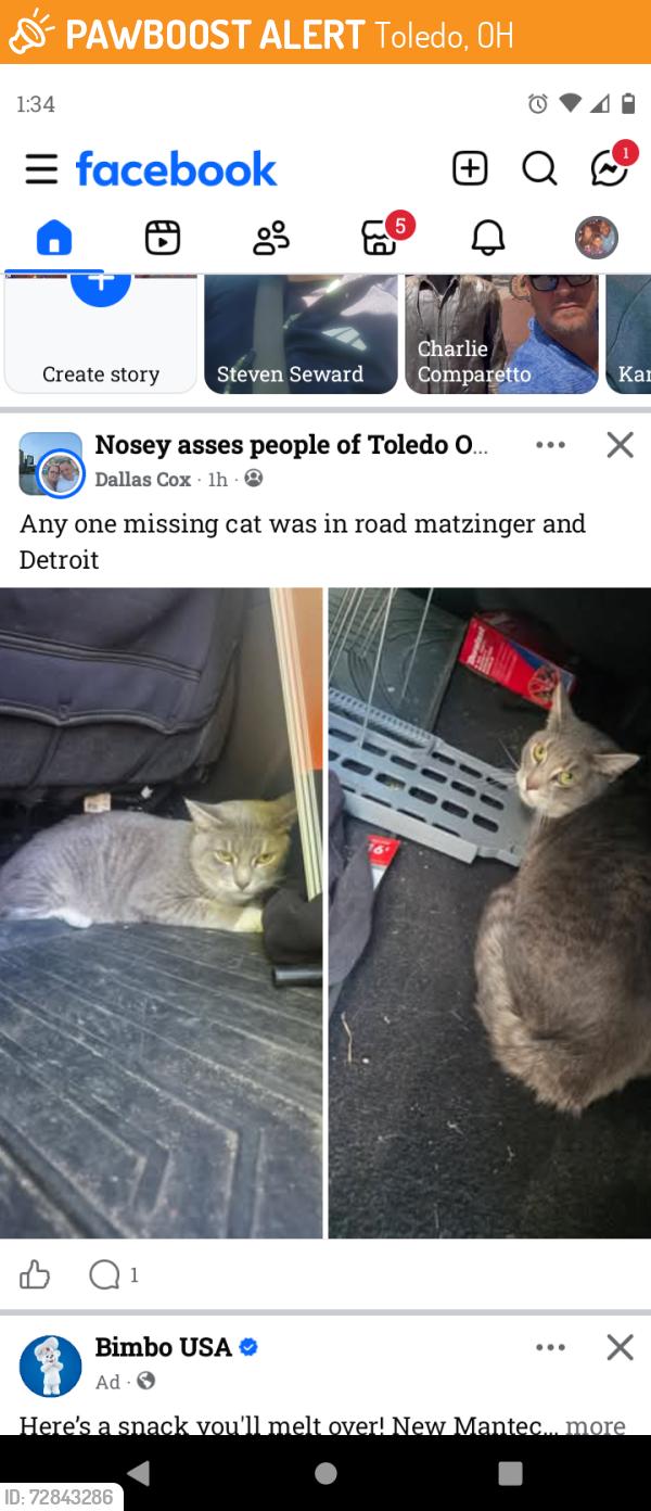 Found/Stray Unknown Cat last seen Matzinger & Detroit , Toledo, OH 43612