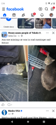 Found/Stray Unknown Cat last seen Matzinger & Detroit , Toledo, OH 43612