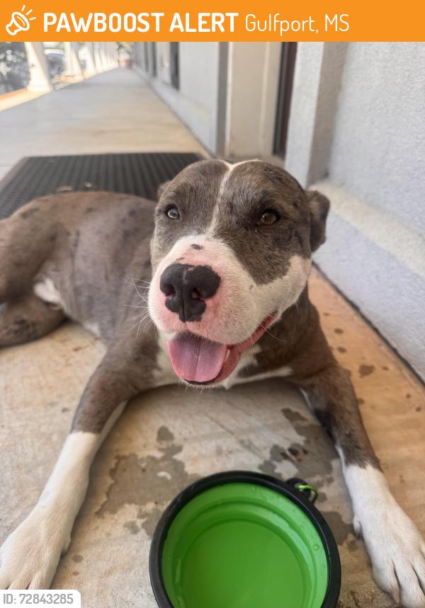 Found/Stray Unknown Dog last seen near the train tracks , Gulfport, MS 39507