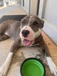 Found/Stray Unknown Dog last seen near the train tracks , Gulfport, MS 39507