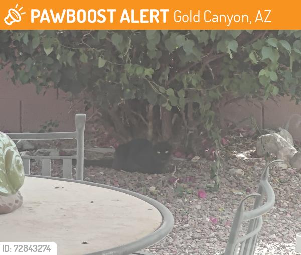 Found/Stray Unknown Cat last seen Near E Rainier Dr, Gold Canyon, AZ - back and front yard repeatedly, Gold Canyon, AZ 85118