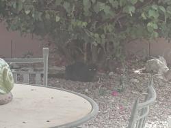 Found/Stray Unknown Cat last seen Near E Rainier Dr, Gold Canyon, AZ - back and front yard repeatedly, Gold Canyon, AZ 85118