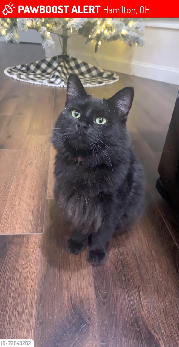 Lost Female Cat last seen ., Hamilton, OH 45013