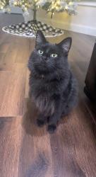 Lost Female Cat last seen ., Hamilton, OH 45013