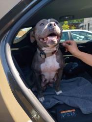 Shelter Stray Female Dog last seen Near  Campbellton Rd Sw, Atlanta, GA, 1251 Fulton Industrial Blvd NW, Atlanta, GA 30336, USA